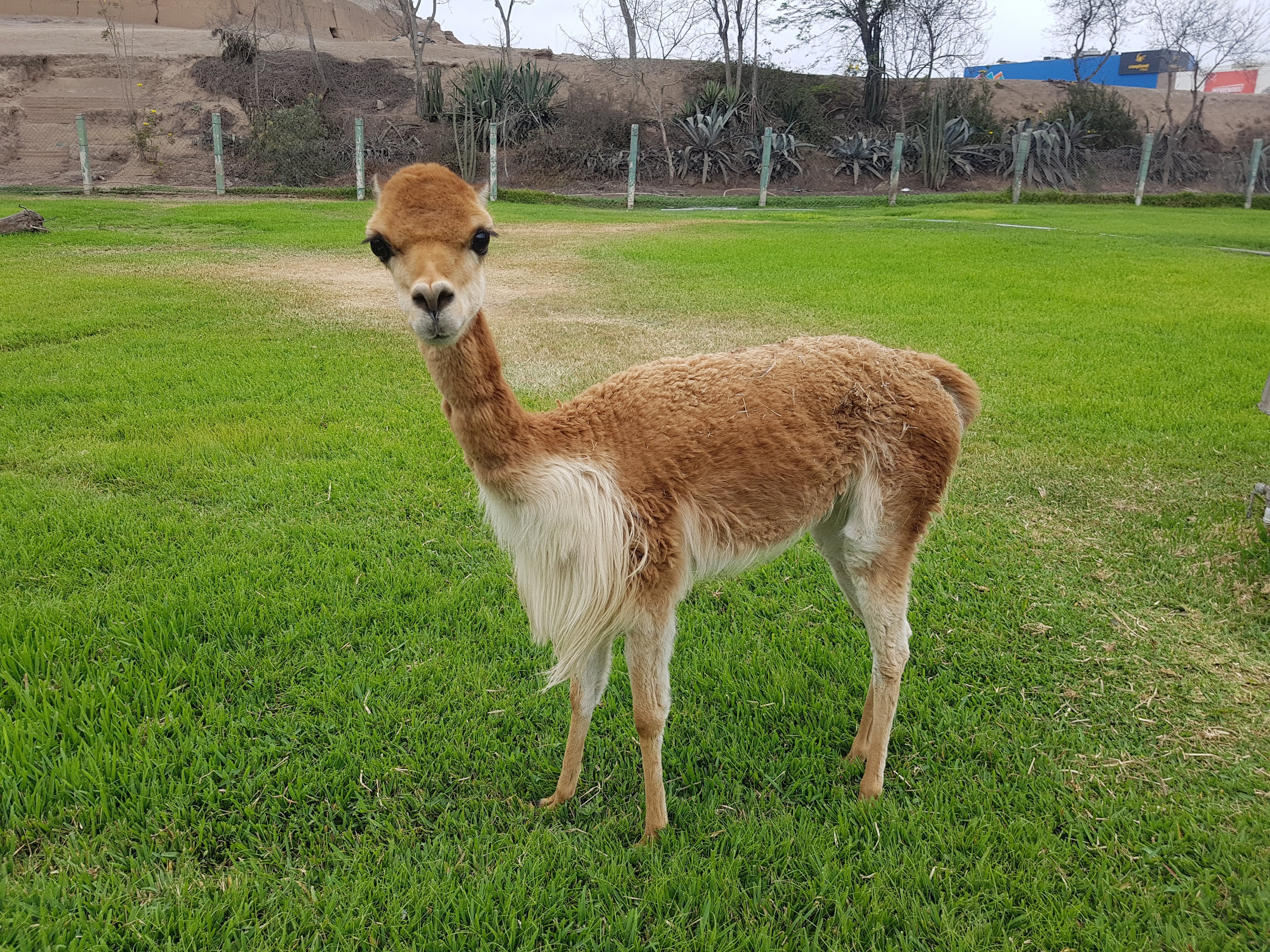 vicuña