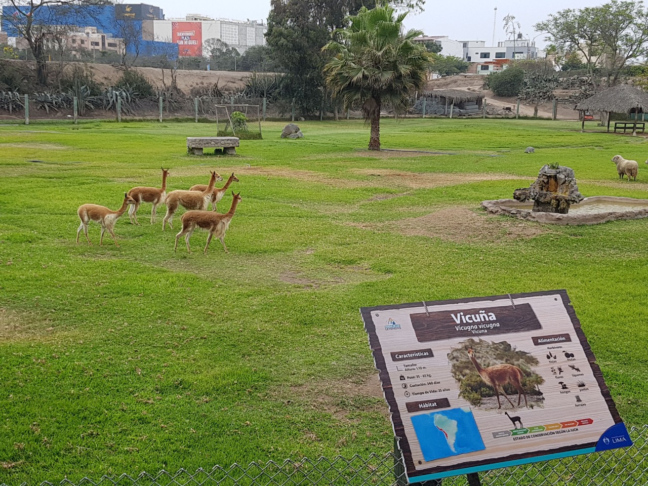 vicuña