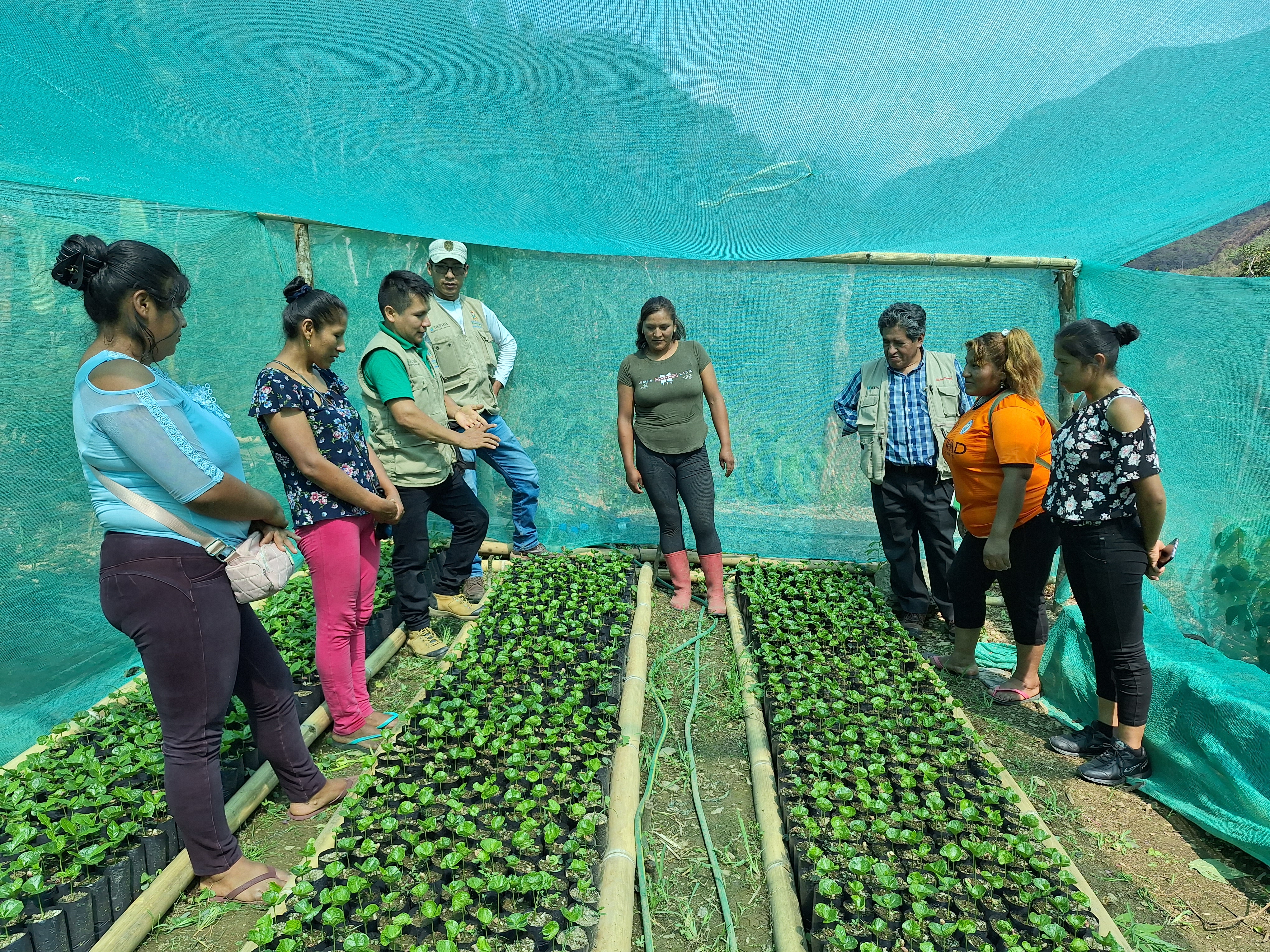 Puno: 1150 familias mejoran cultivos de café y frutas con Escuelas de Campo