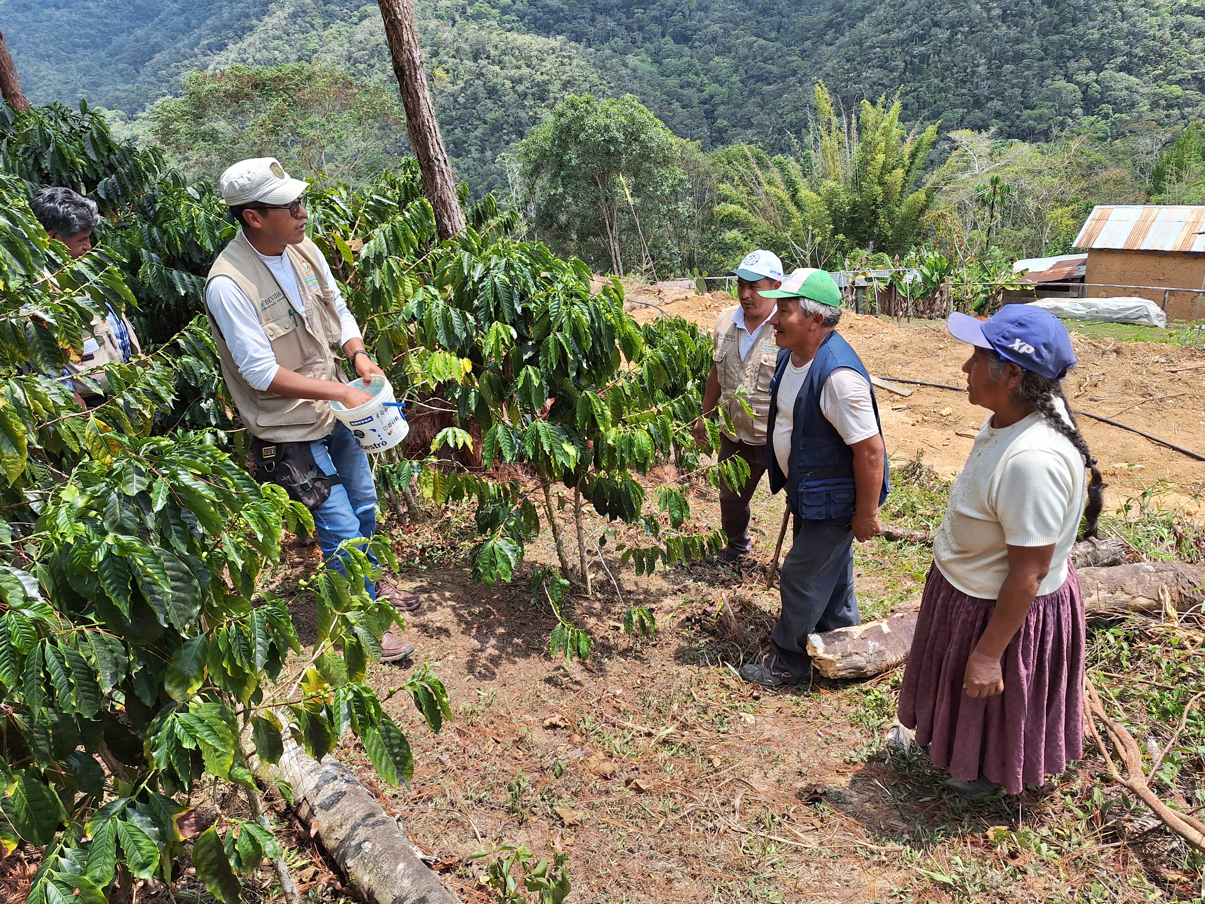 Puno: 1150 familias mejoran cultivos de café y frutas con Escuelas de Campo