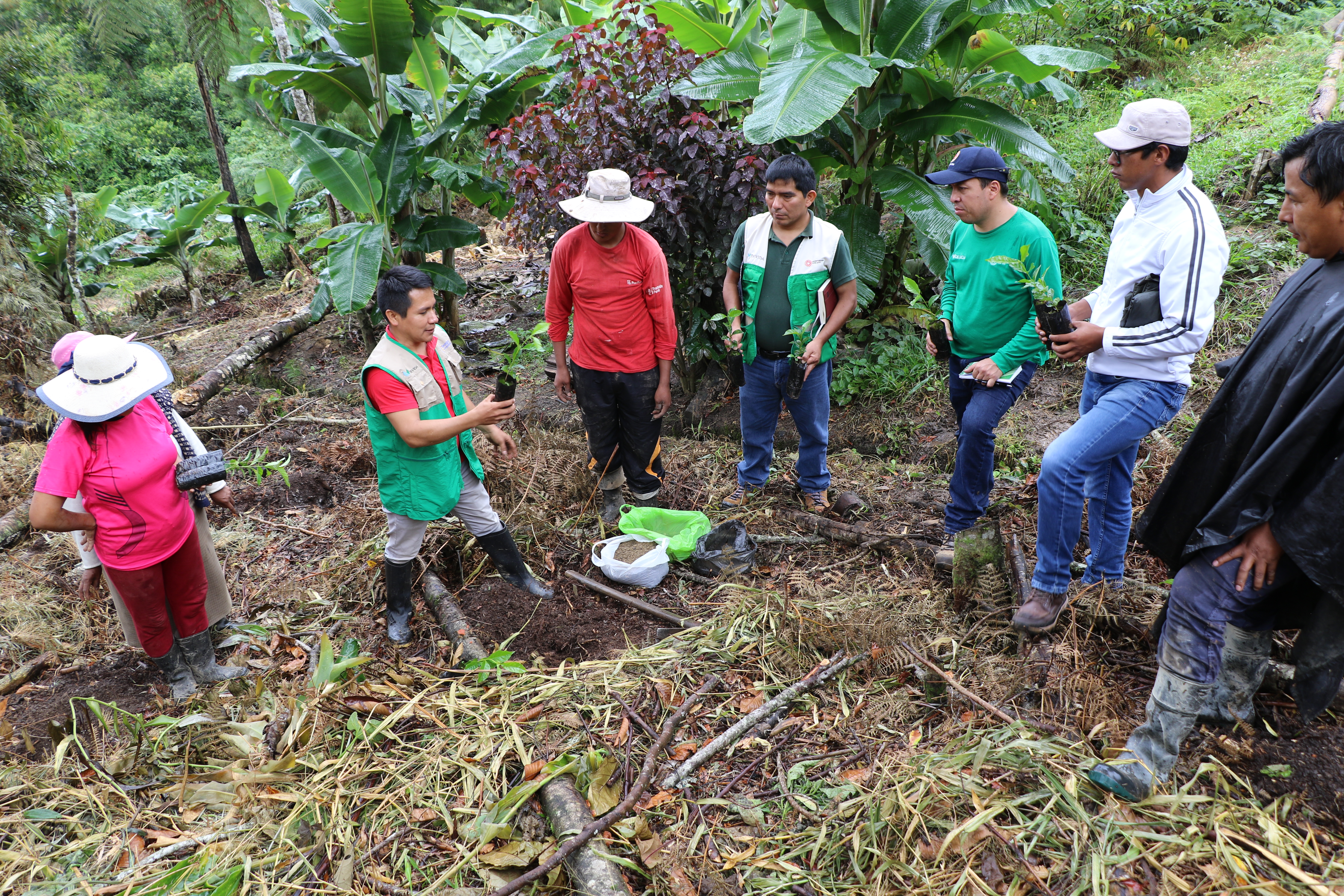 Puno: 1150 familias mejoran cultivos de café y frutas con Escuelas de Campo