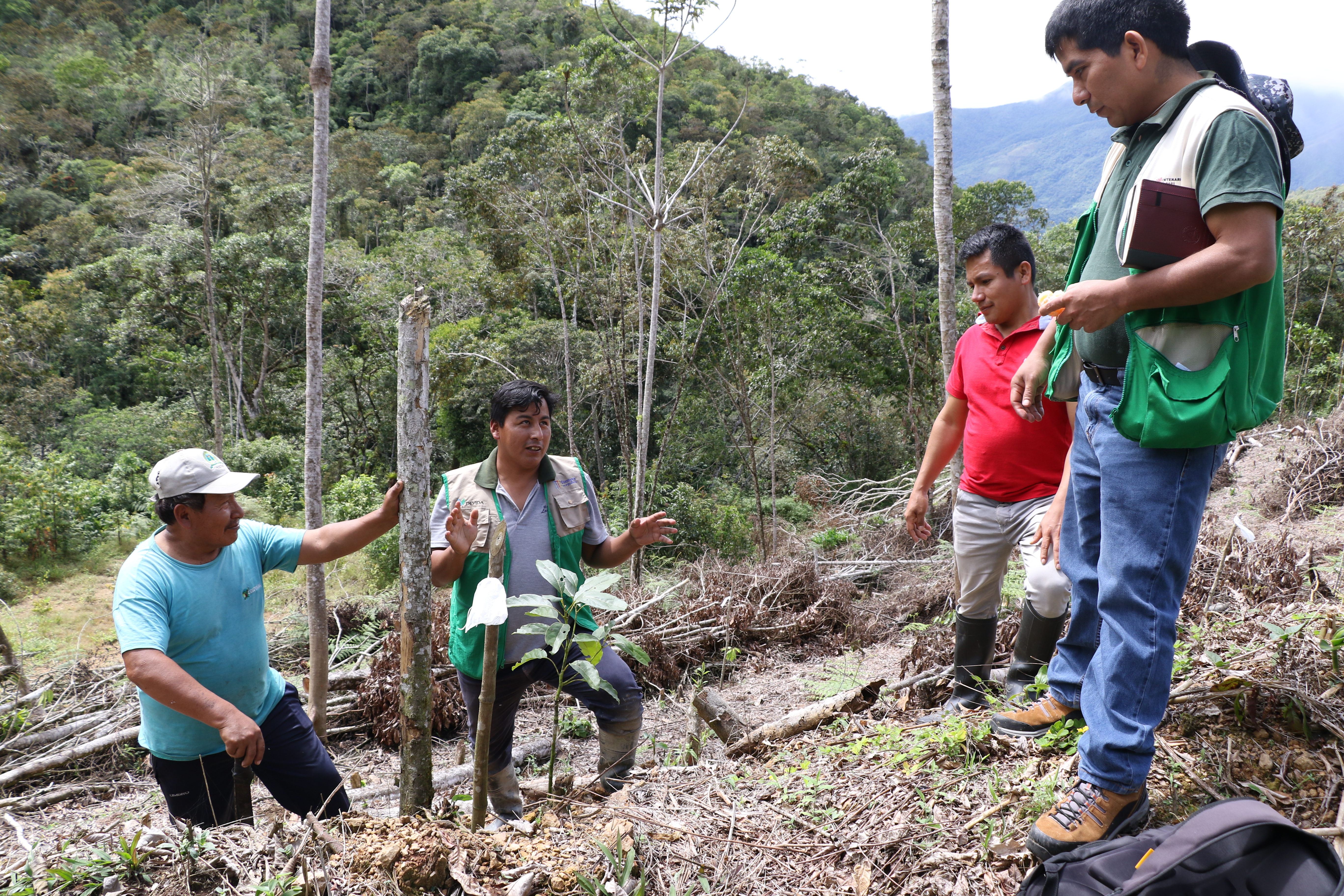 Puno: 1150 familias mejoran cultivos de café y frutas con Escuelas de Campo