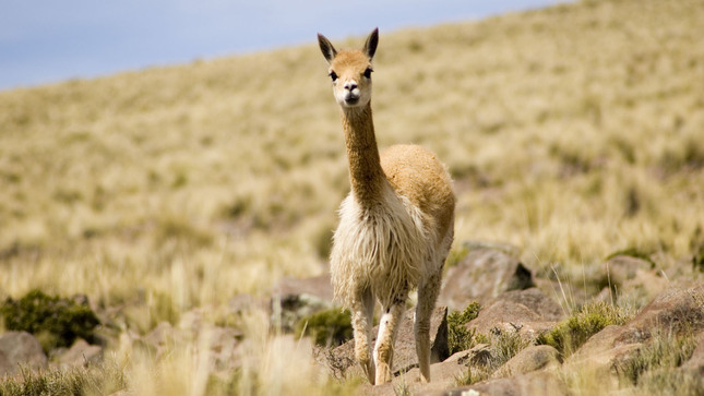vicuña