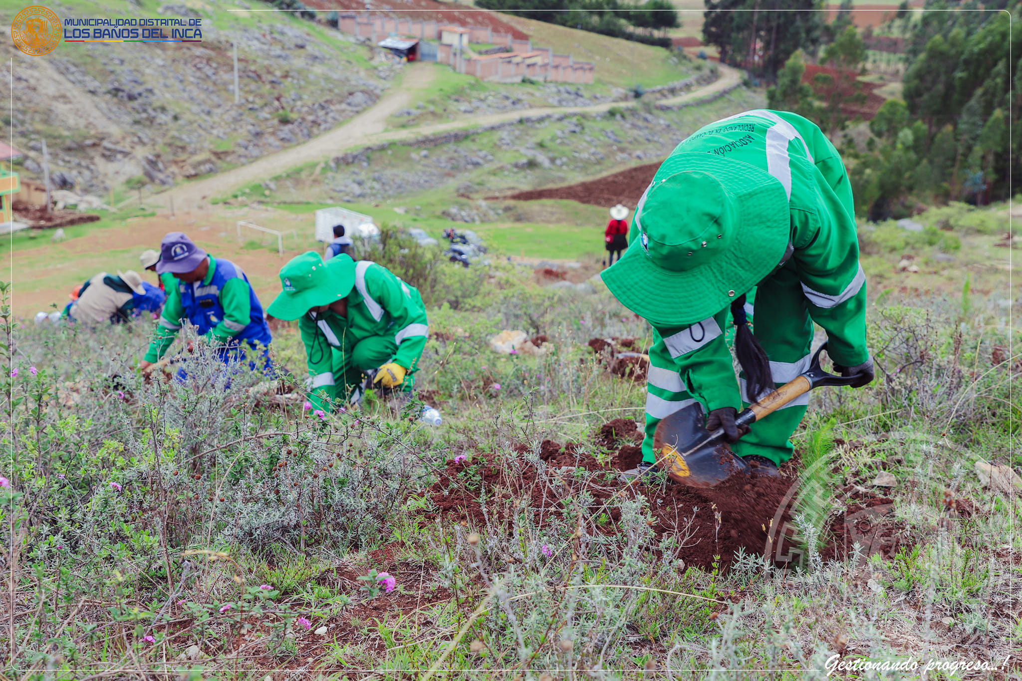 Plantación de cinco mil árboles de Pino y Alisos en Los Baños del Inca