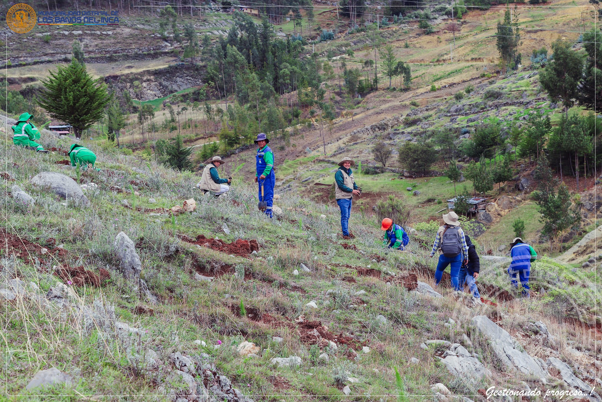 Plantación de cinco mil árboles de Pino y Alisos en Los Baños del Inca