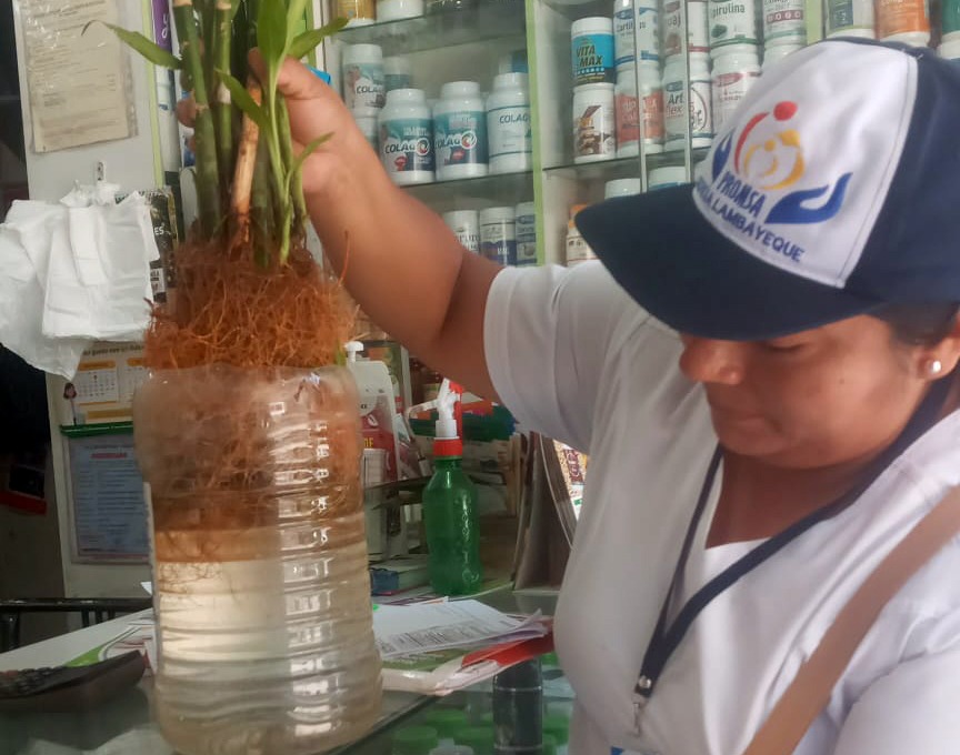 Encuentran Huevos, pupas y larvas del zancudo del dengue en Los Parques