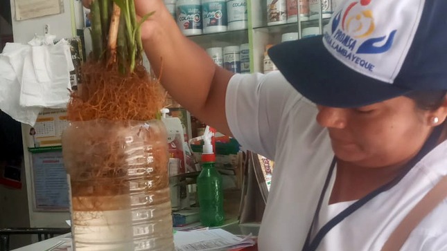 Encuentran Huevos, pupas y larvas del zancudo del dengue en Los Parques