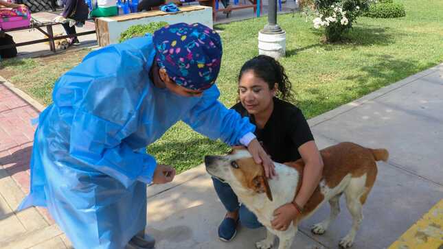 MUNICIPIO DE HUAURA REALIZÓ CON ÉXITO CAMPAÑA DE ESTERILIZACIÓN DE MASCOTAS A COSTO SOCIAL Y DESPARASITACIÓN GRATUITA 
