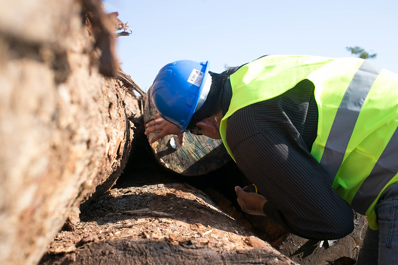 Bosques Sostenibles en Cajamarca