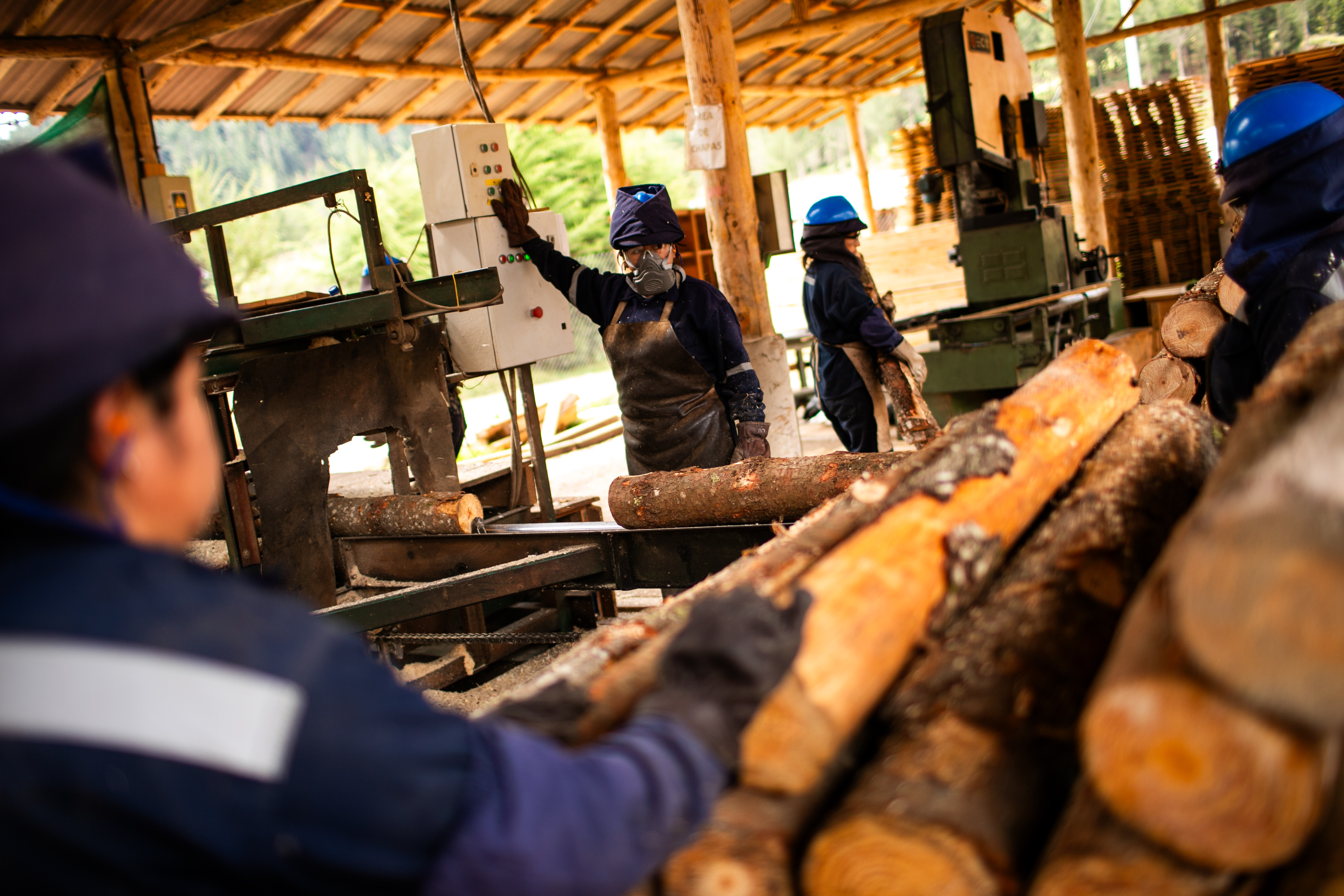 Bosques Sostenibles en Cajamarca 