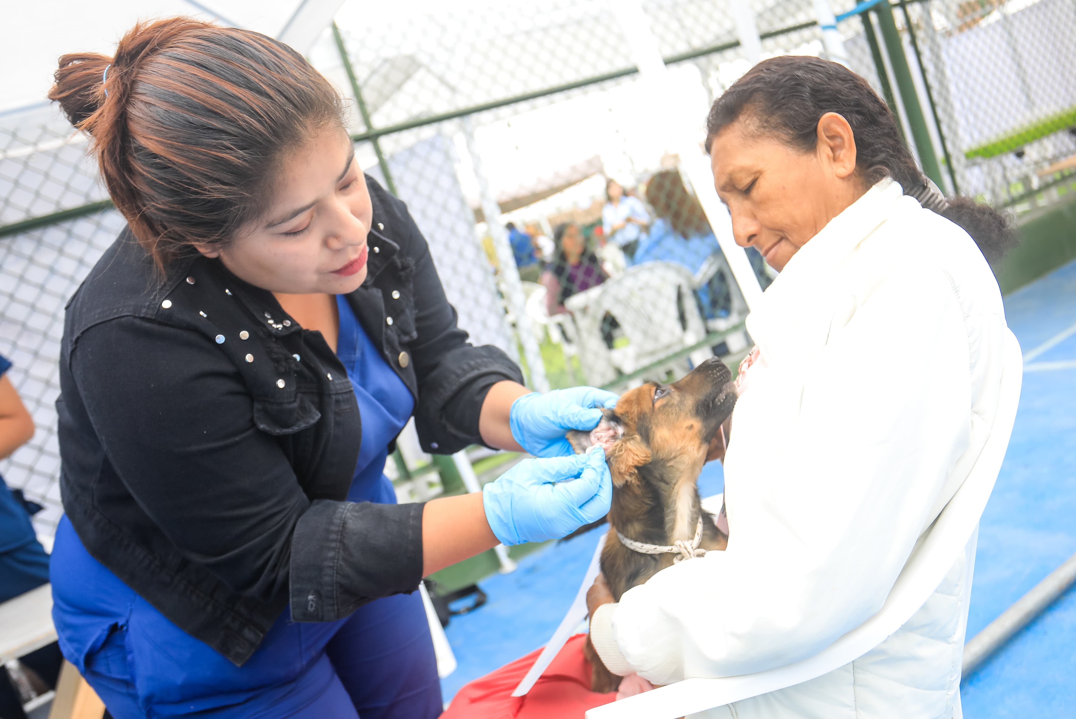 Mascotas bien cuidadas es sinónimo de tenencia responsable