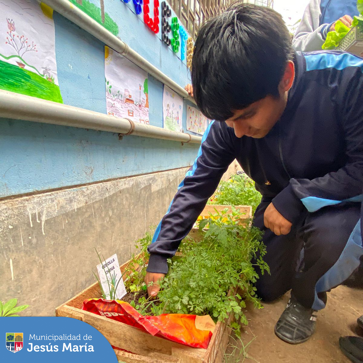 Con el objetivo de que los estudiantes 🧒👧🏻 jesusmarianos adquieran conocimientos y habilidades 💪 en la prevención y la solución de los problemas ambientales, 🌍 continuamos visitando diversos colegios del distrito. En esta oportunidad llevamos los talleres de 🌱 biohuertos urbanos al Colegio Diego Ferré.
¡Llámanos! 📱940410958 tu cole puede ser el próximo.