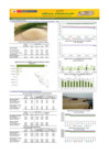 Vista preliminar de documento Boletín de abastecimiento y precio del ARROZ - 20/11/23