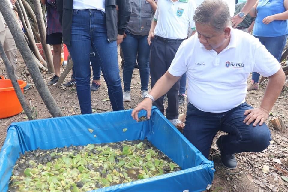 Municipalidad de Maynas liberó más de 3,200 taricayas en lago Tipishca