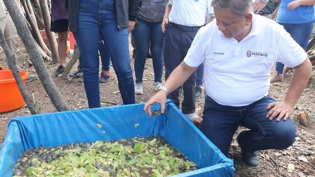 Municipalidad de Maynas liberó más de 3,200 taricayas en lago Tipishca