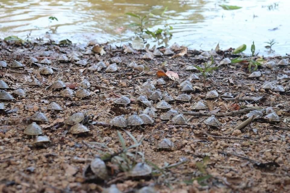 Municipalidad de Maynas liberó más de 3,200 taricayas en lago Tipishca