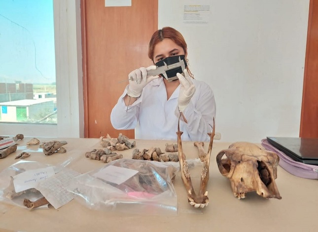 Equipo multidisciplinario trabajó en la conservación del material cultural proveniente de Pómac.