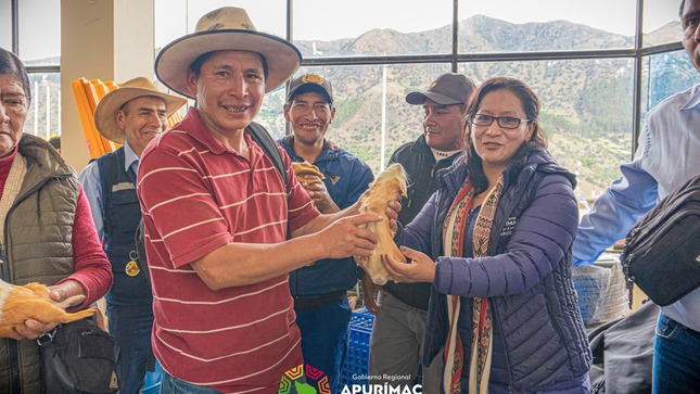 Impulsando el desarrollo regional con la entrega de cuyes reproductores de raza Perú en la provincia de Grau
