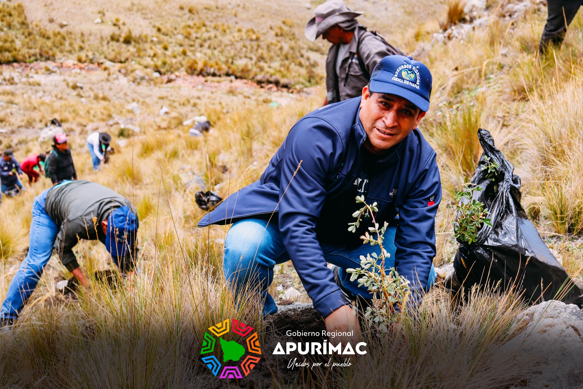 Con éxito se inició la plantación de un millón de árboles de Queuña en las provincias de Abancay y Andahuaylas