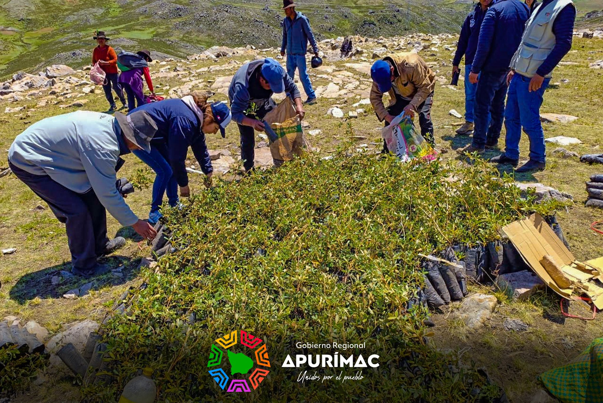 Con éxito se inició la plantación de un millón de árboles de Queuña en las provincias de Abancay y Andahuaylas