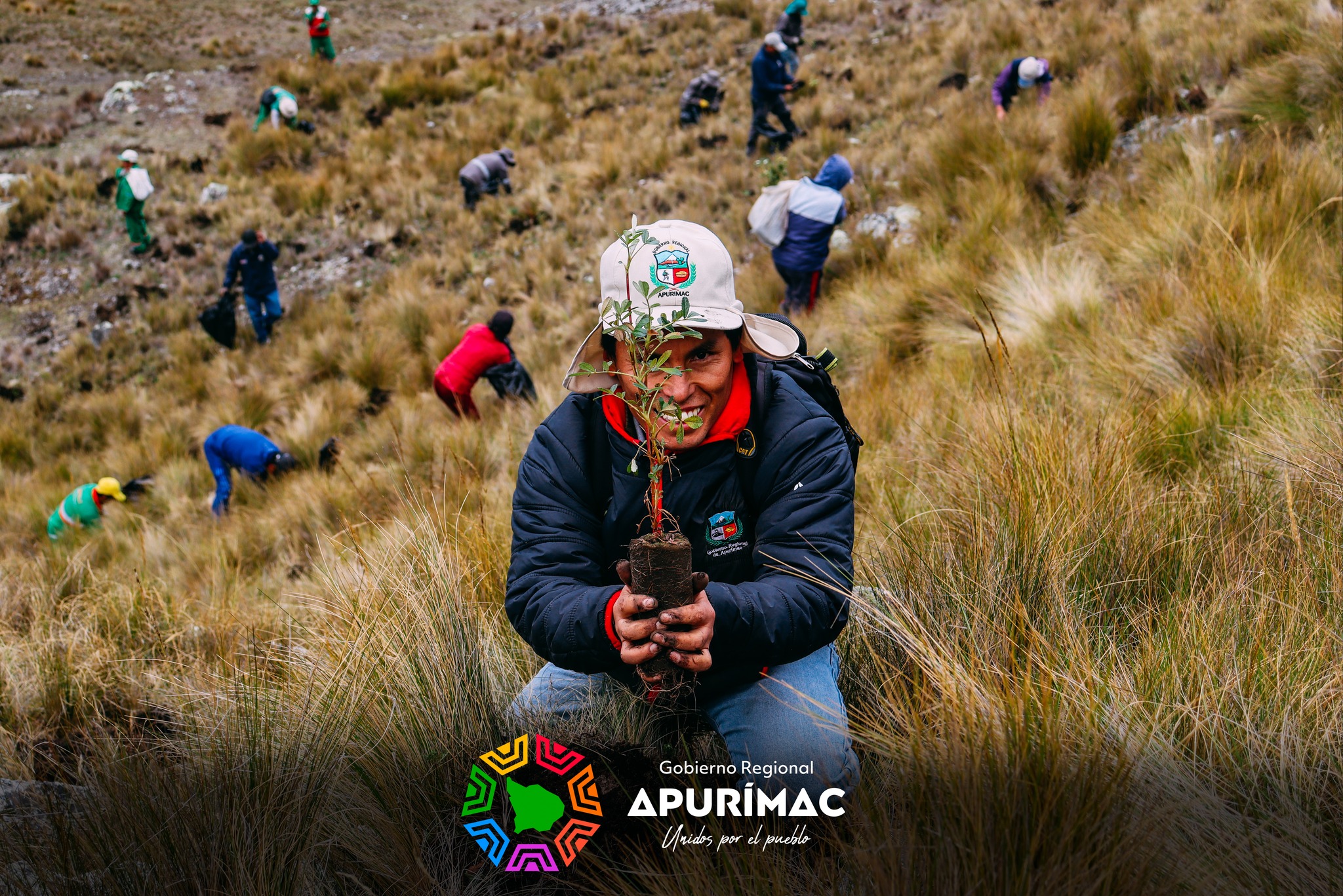 Con éxito se inició la plantación de un millón de árboles de Queuña en las provincias de Abancay y Andahuaylas