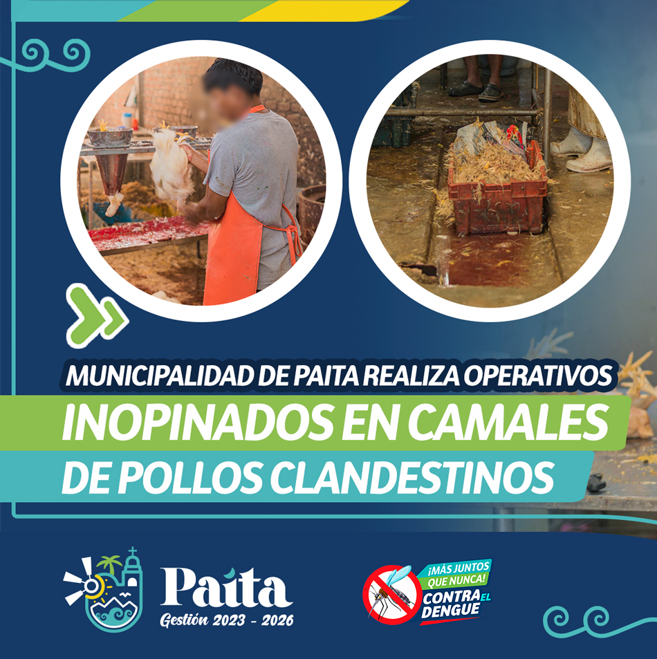 Municipalidad de Paita realiza operativos inopinados en camales de pollos clandestinos