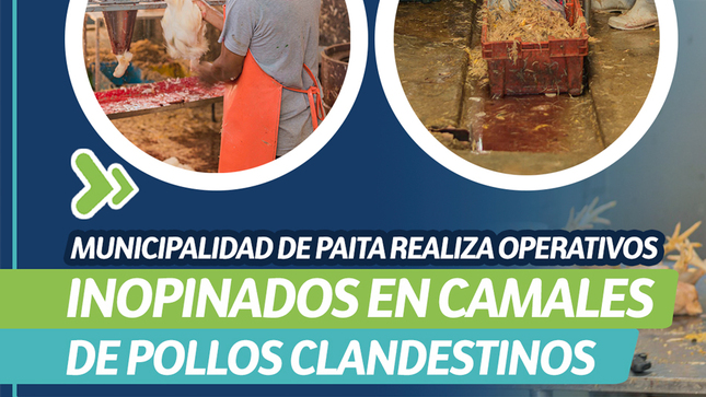Municipalidad de Paita realiza operativos inopinados en camales de pollos clandestinos