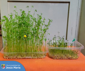 ♻️ ¡Día de eco retos para nuestro promotores ambientales! Desde sus hogares, practicaron las técnicas de germinado, 🪴 realizaron macetas recicladas y cosecharon nabos de sus propios biohuertos.
¡Tú también puedes ser parte! 🌟 Únete al Programa de Voluntariado #JesúsMaríaSomosTodos. Regístrate en 👉🏻 https://bit.ly/49gBm6g y podrás participar en actividades en diversas áreas de la municipalidad. 💚