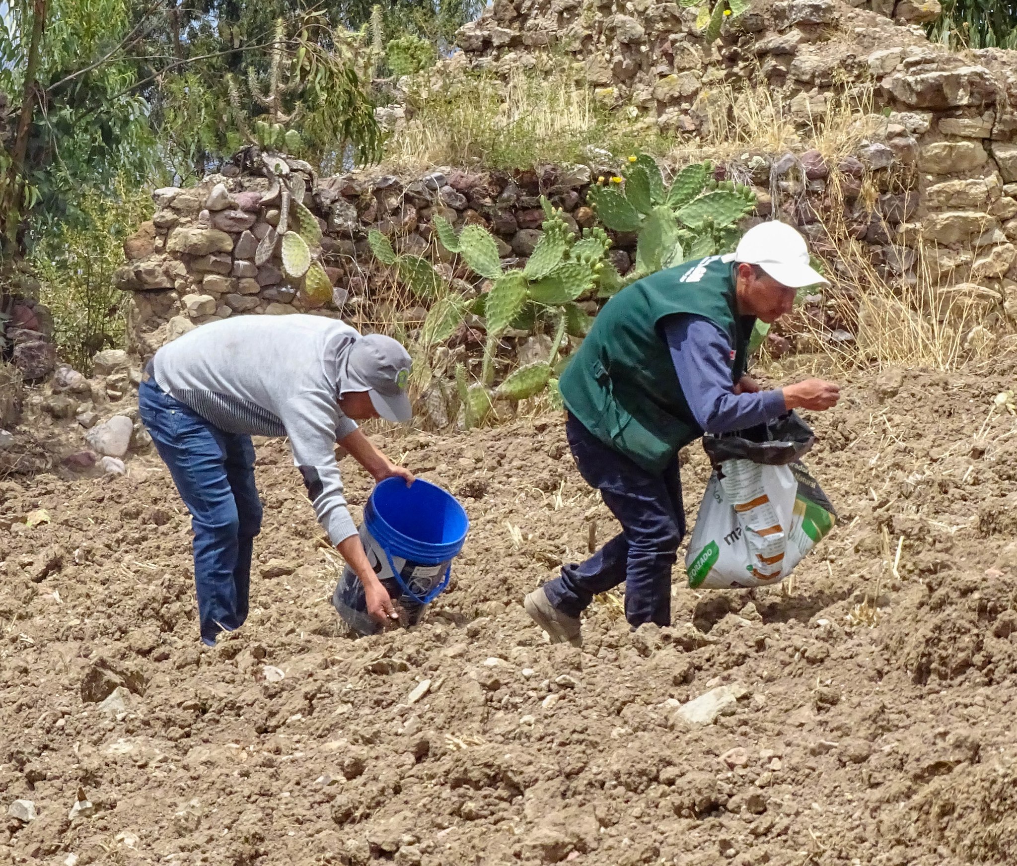 Cultivo de Quinua