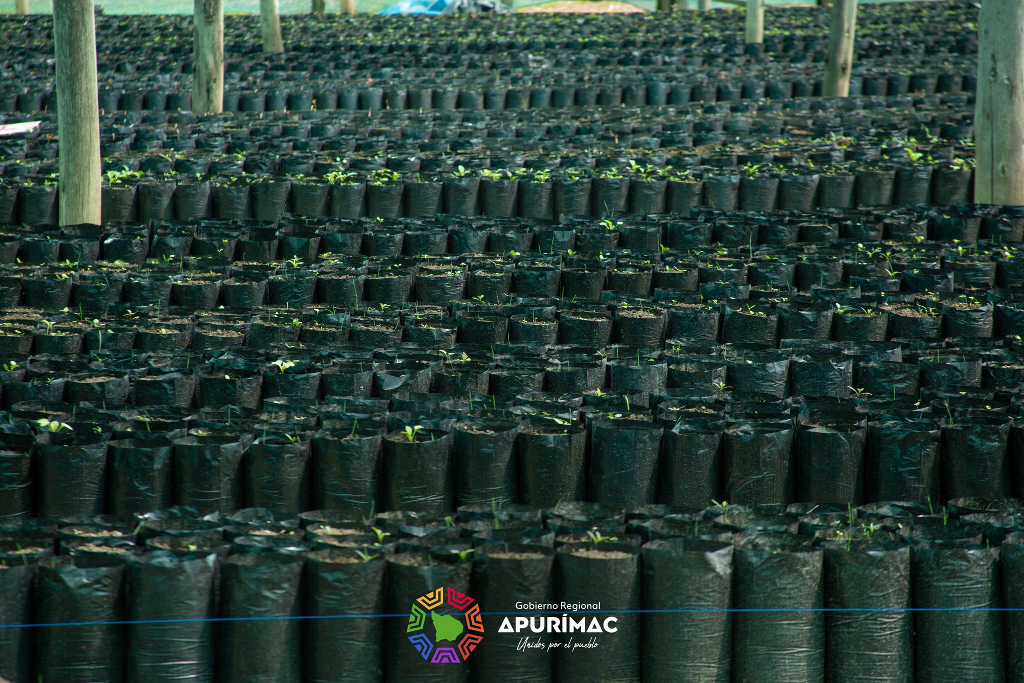 Gobierno regional de Apurímac impulsa proyecto para incrementar la producción y productividad del palto en la región
