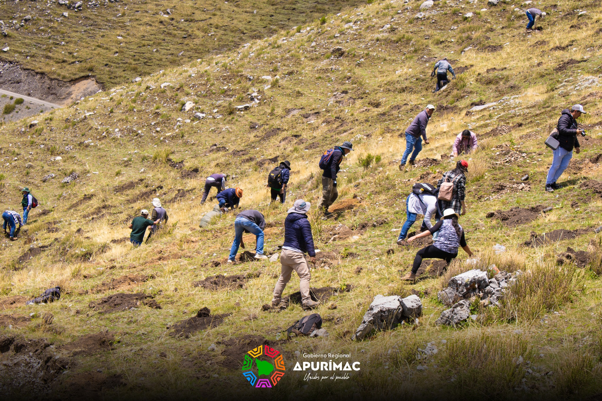 En Huaquirca-Antabamba inició la primera etapa de la plantación de un millón de árboles de Queuña