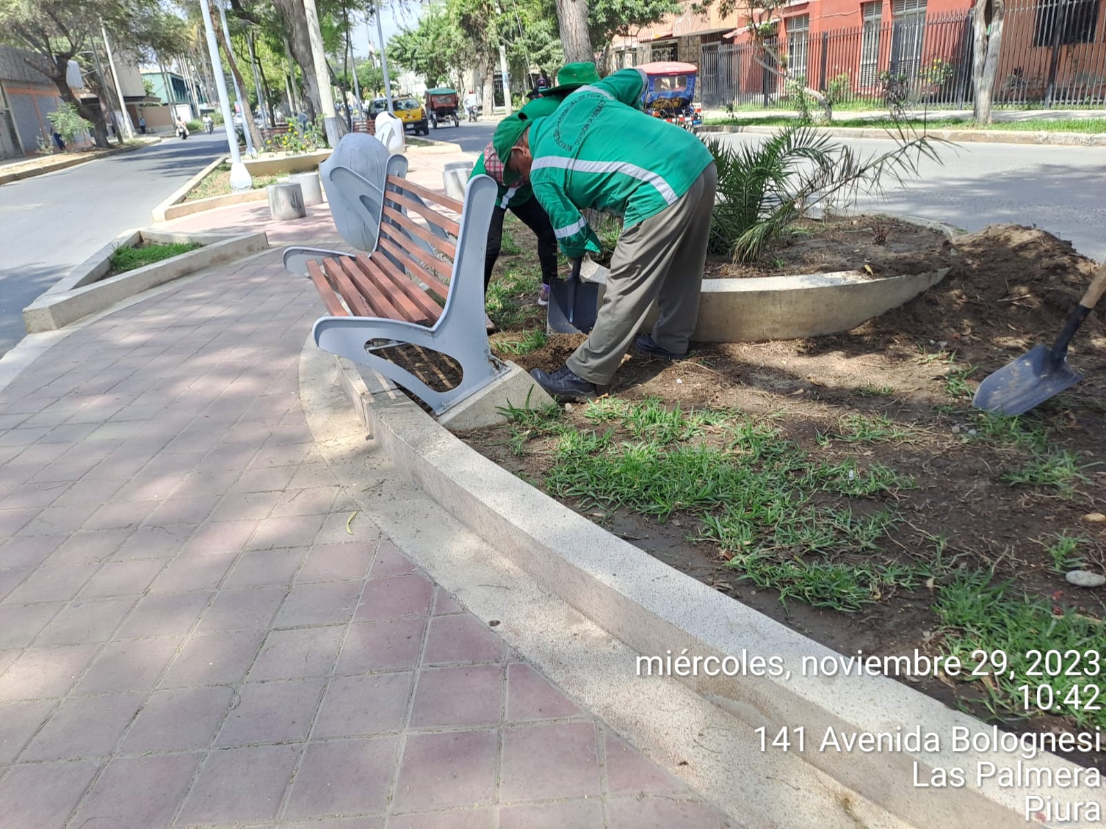 MPP sembró grass americano en la Av. bolognesi