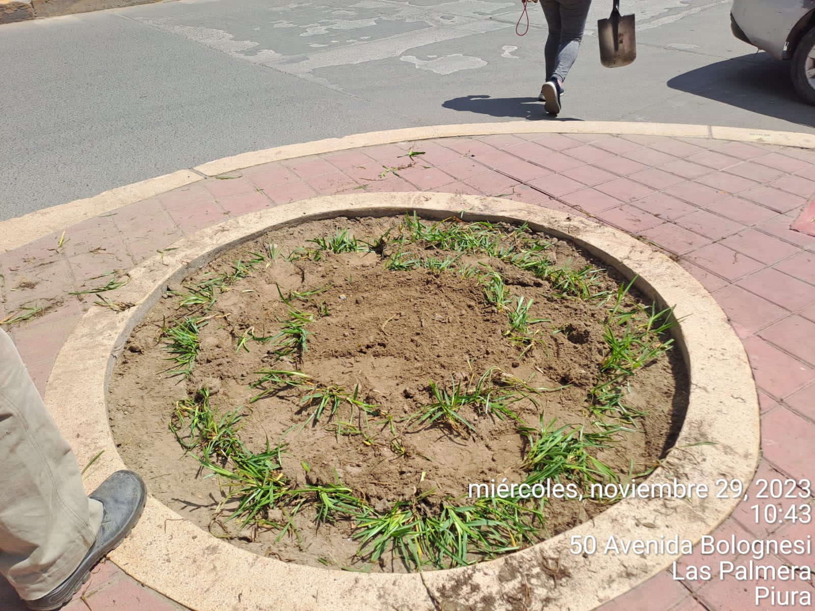 MPP sembró más de 350 m2 de gras en avenida Bolognesi