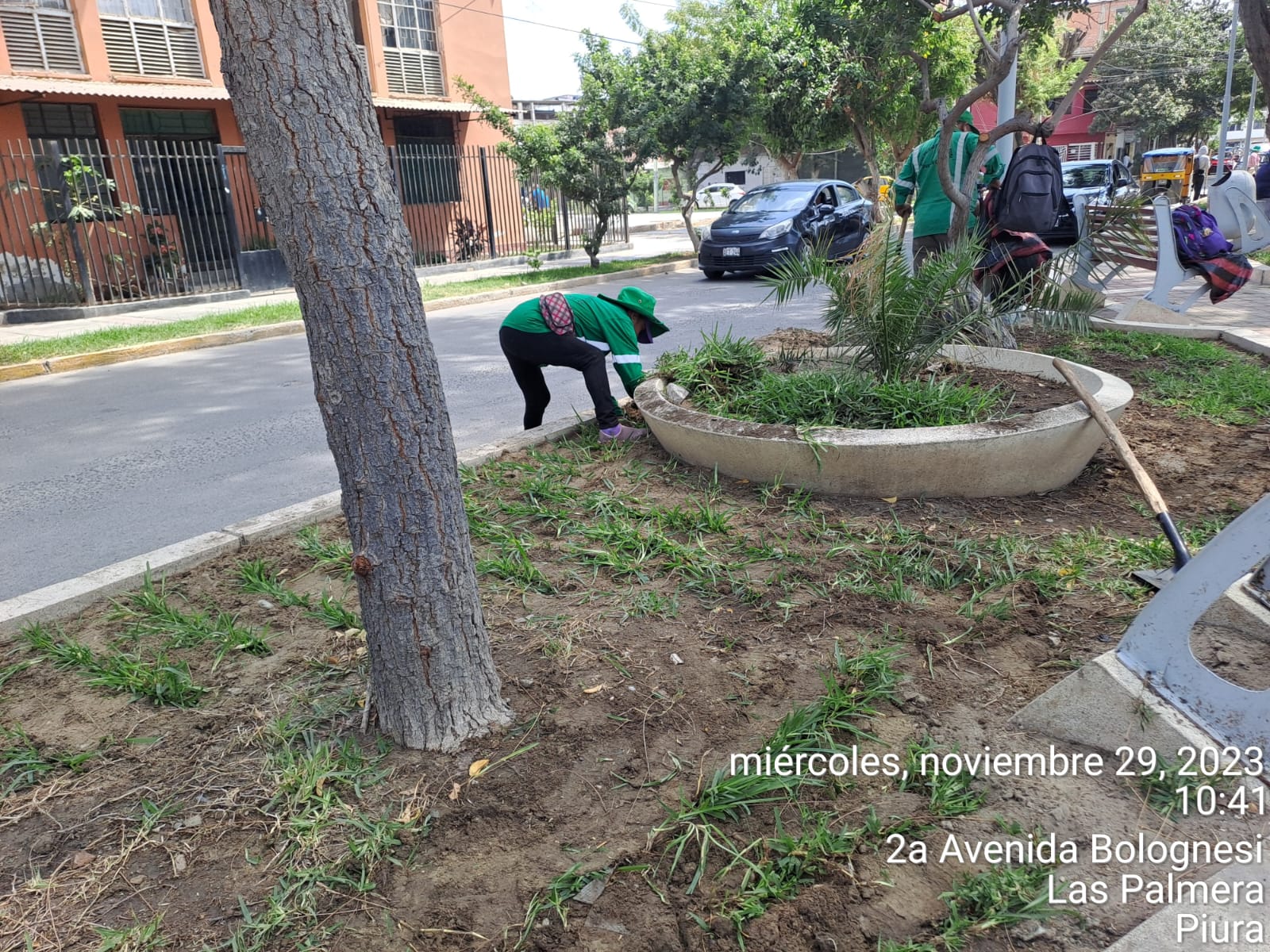 Sembrado de grass en Av. bolognesi