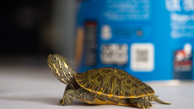 tortuga mapa protegida