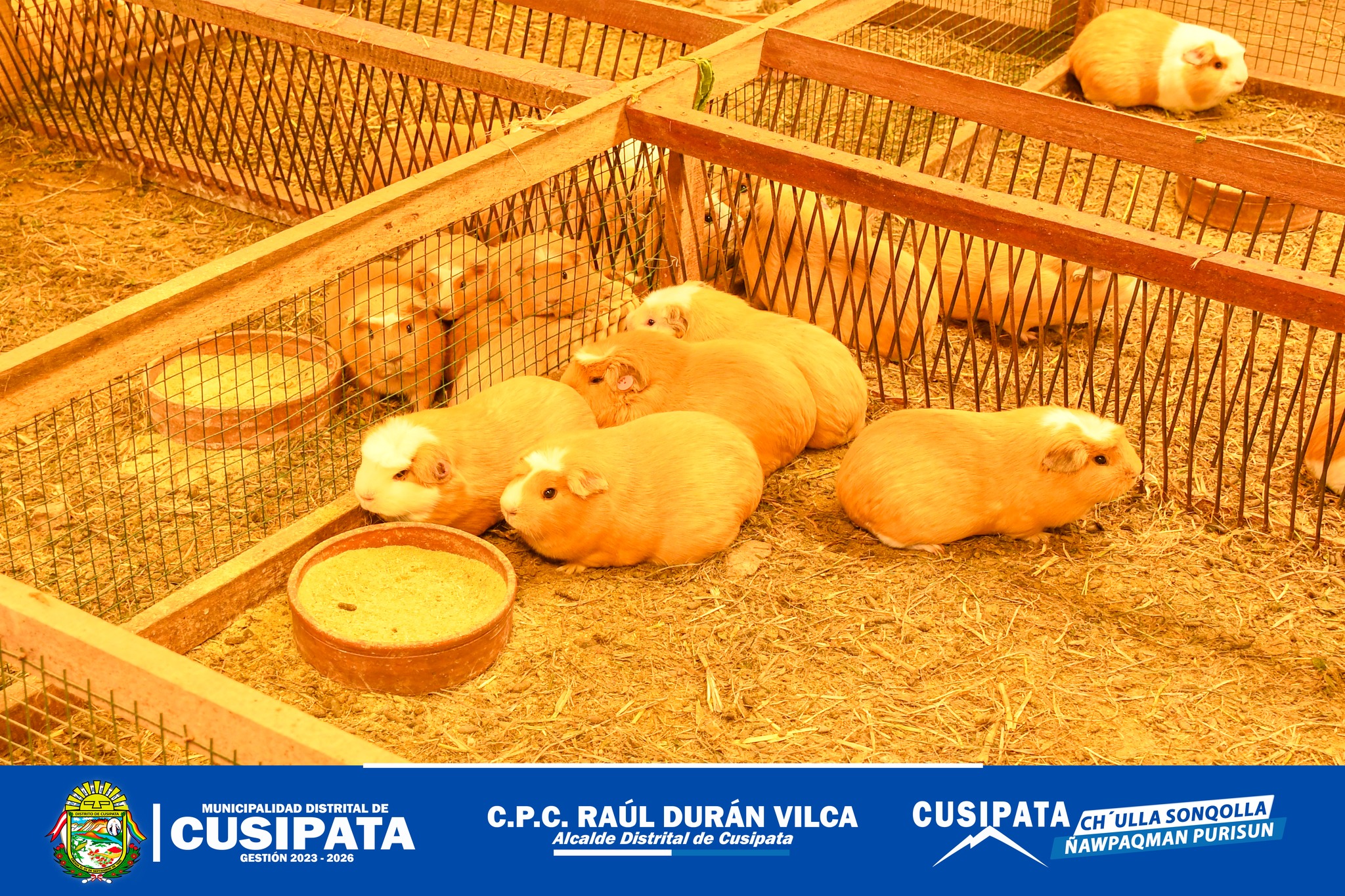 Productores y criadores del Cuy