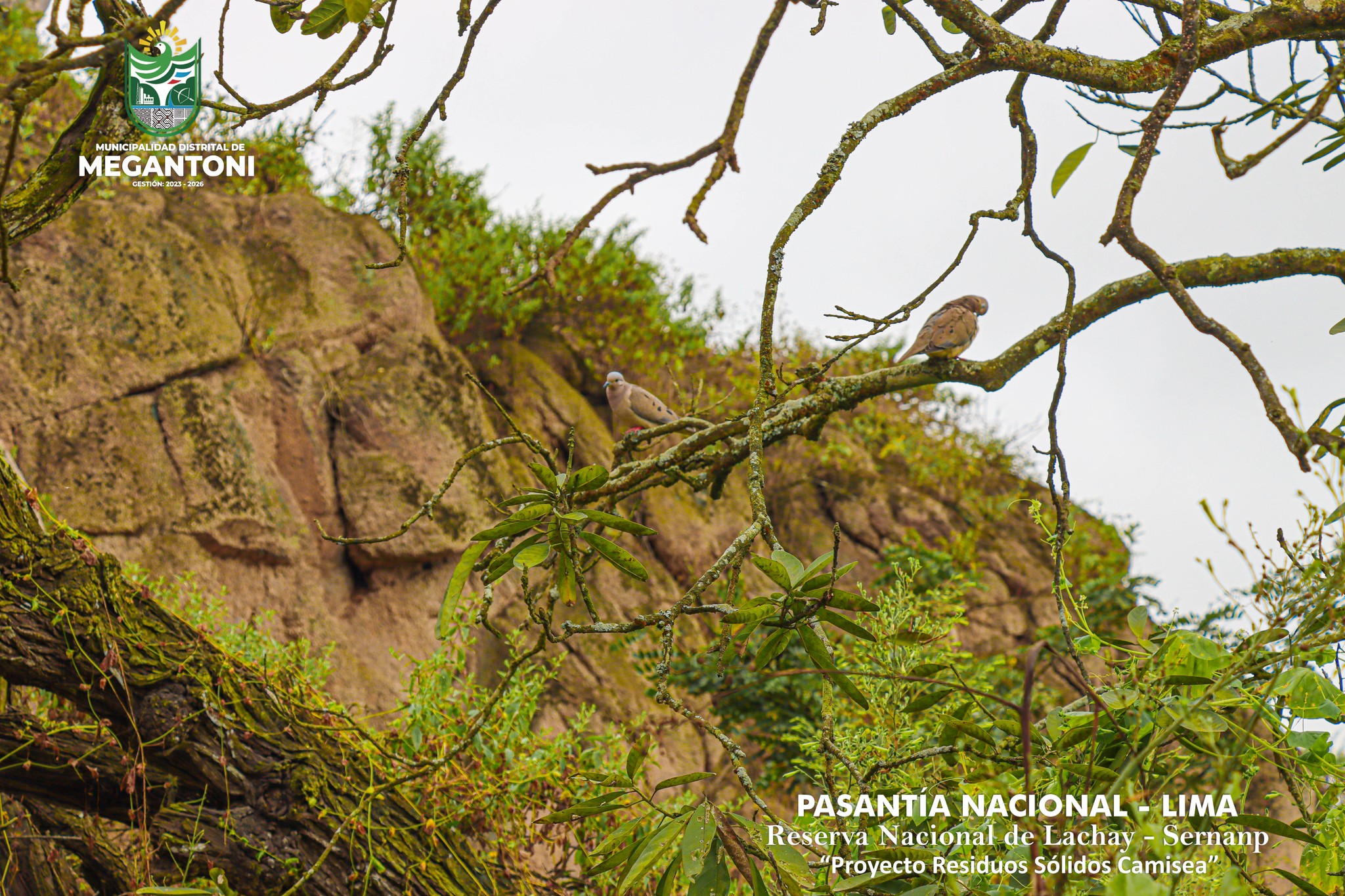 Lideres y lideresas de la capital del distrito, Camisea, visitaron la fascinante reserva nacional de#Lachay - Lima
