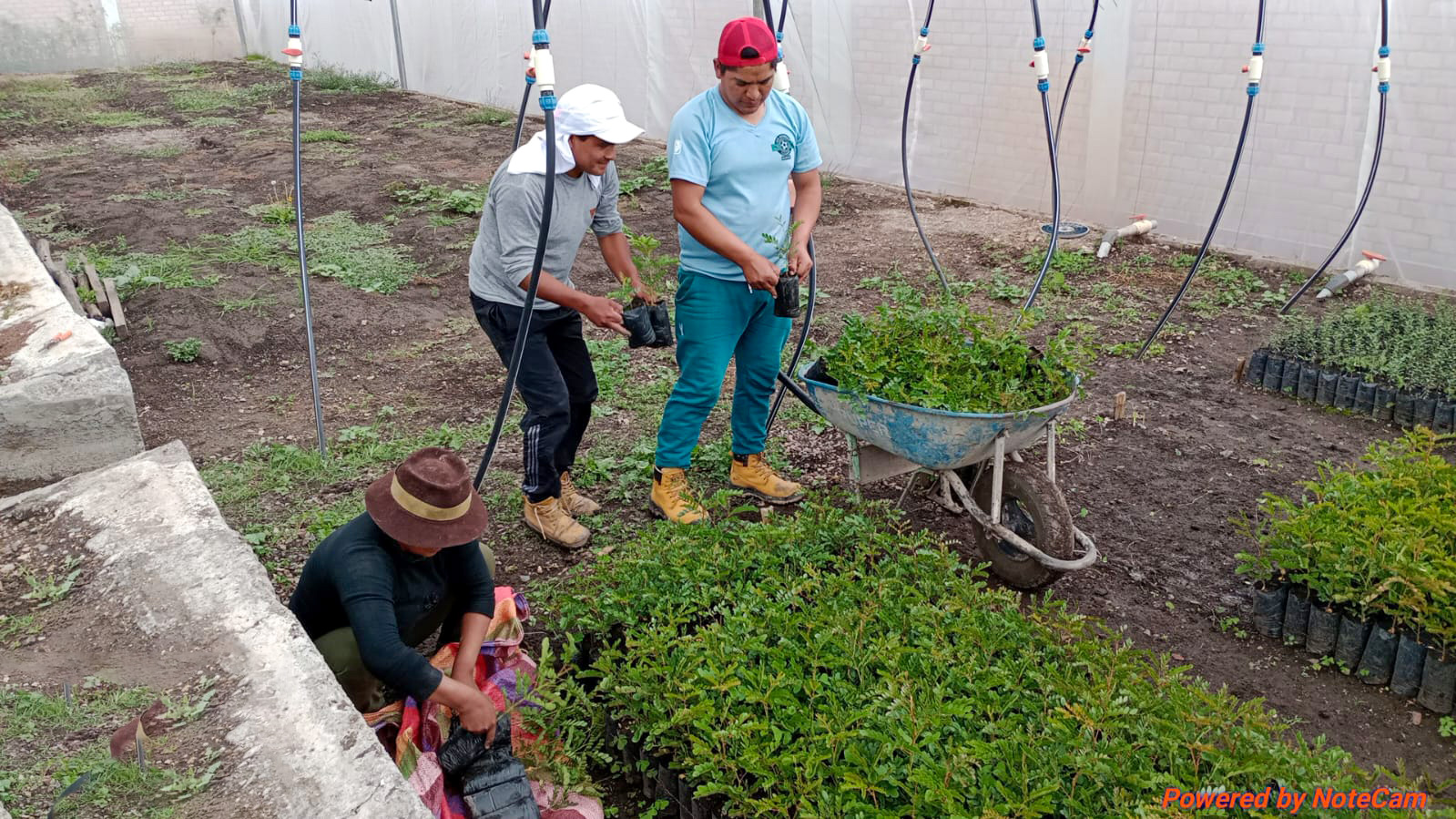 Proyecto Forestal Fajardo entrega más de 7 mil plantones forestales