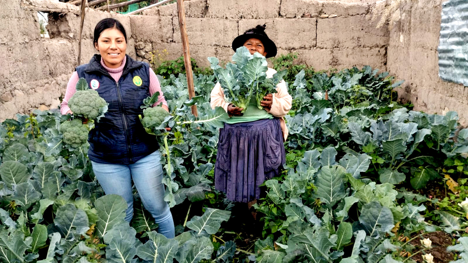 Éxito agrícola en Musuqllaqta - Iguaín, Huanta: Hortalizas de calidad con el proyecto Agricultura Familiar