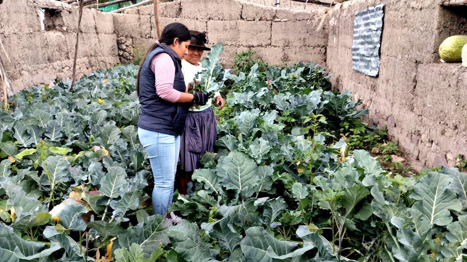 Éxito agrícola en Musuqllaqta - Iguaín, Huanta: Hortalizas de calidad con el proyecto Agricultura Familiar