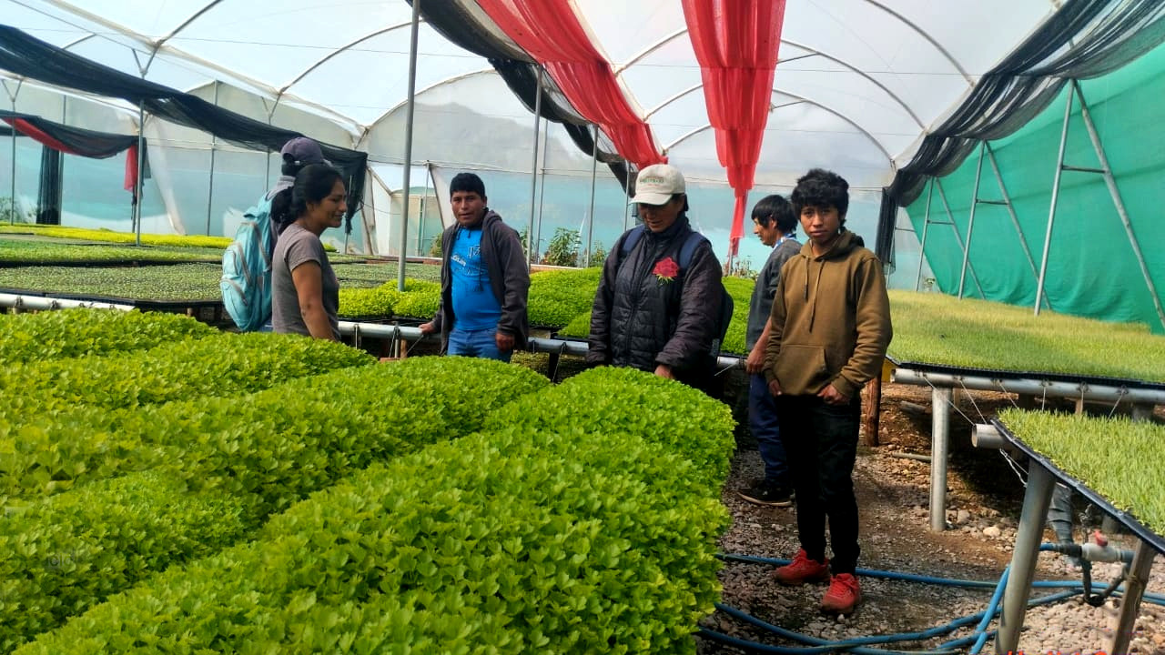 Éxito agrícola en Musuqllaqta - Iguaín, Huanta: Hortalizas de calidad con el proyecto Agricultura Familiar