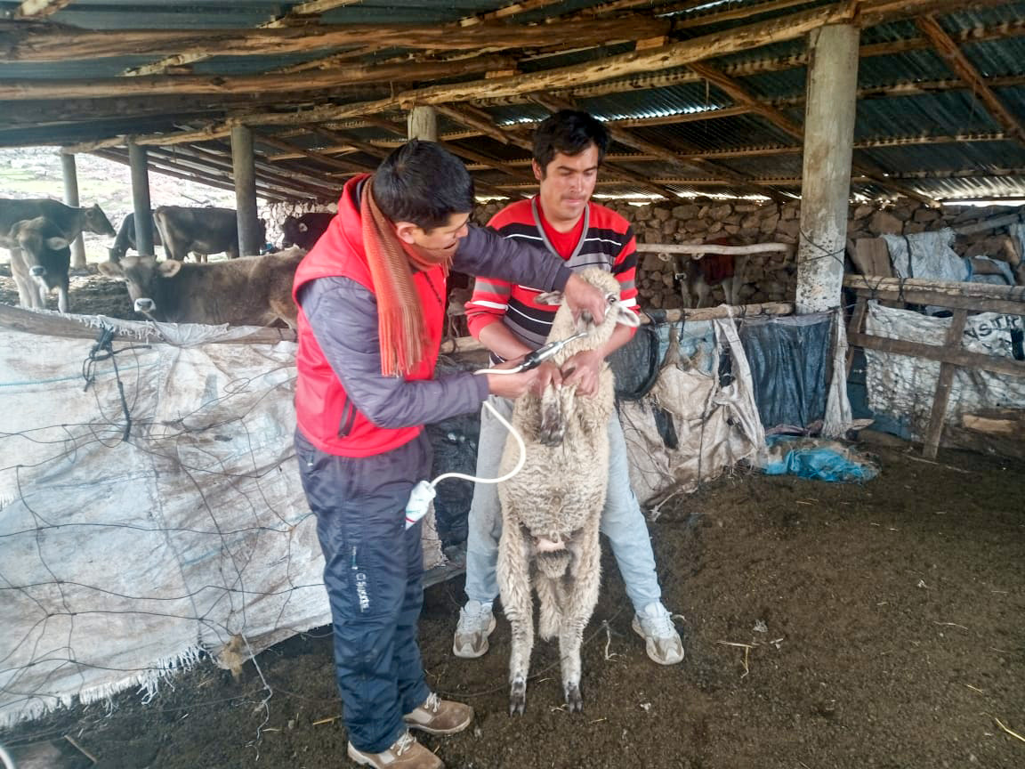 Fortalecimiento de la salud ovina: Proyecto Ovino impulsa la producción en Tanquihua, Cangallo