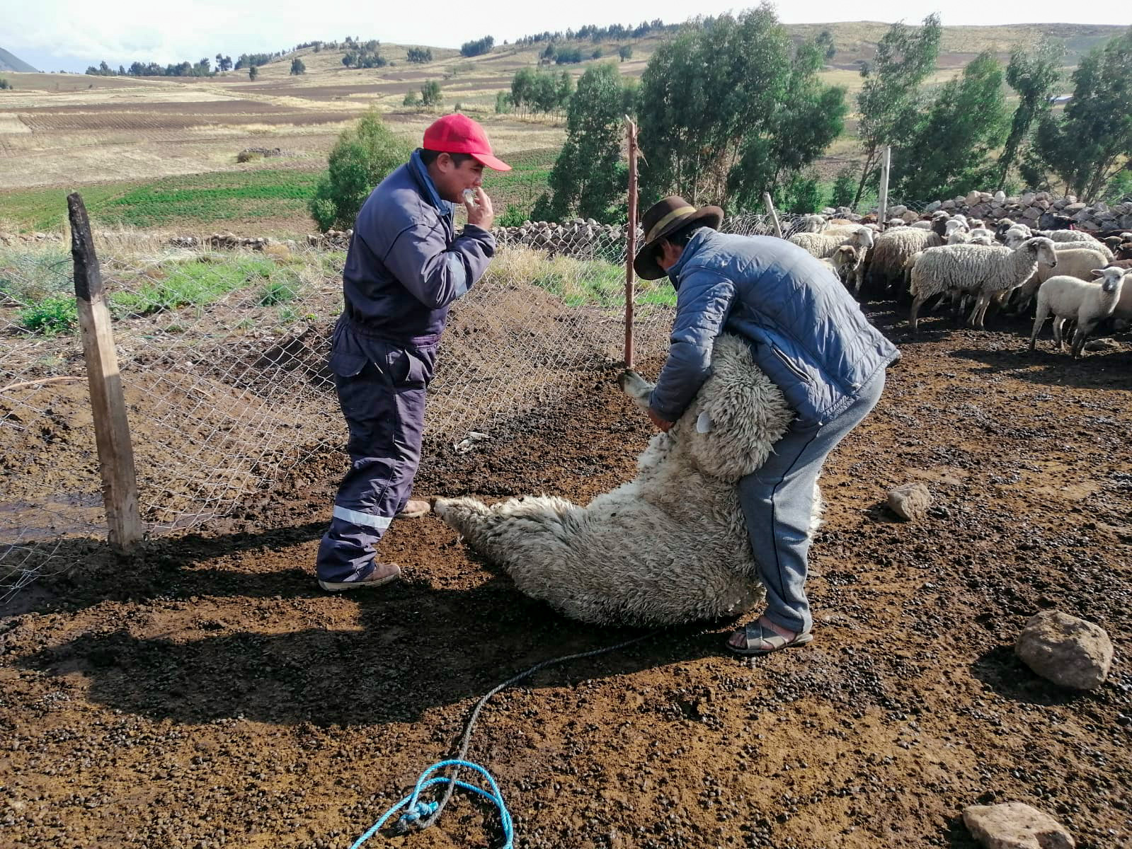 Fortalecimiento de la salud ovina: Proyecto Ovino impulsa la producción en Tanquihua, Cangallo