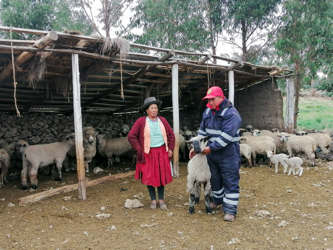 Fortalecimiento de la salud ovina: Proyecto Ovino impulsa la producción en Tanquihua, Cangallo