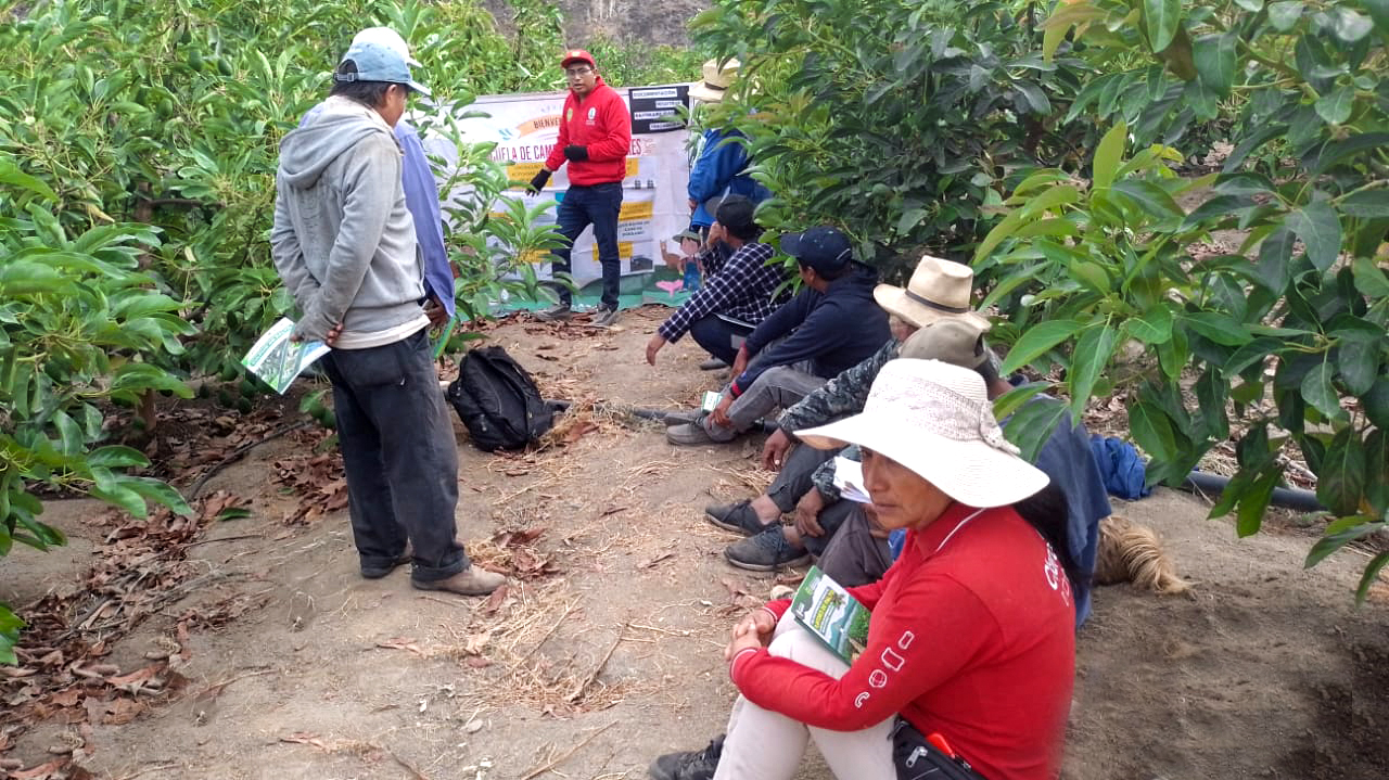 DRA Ayacucho promueve escuelas de campo para fortalecer la producción frutícola