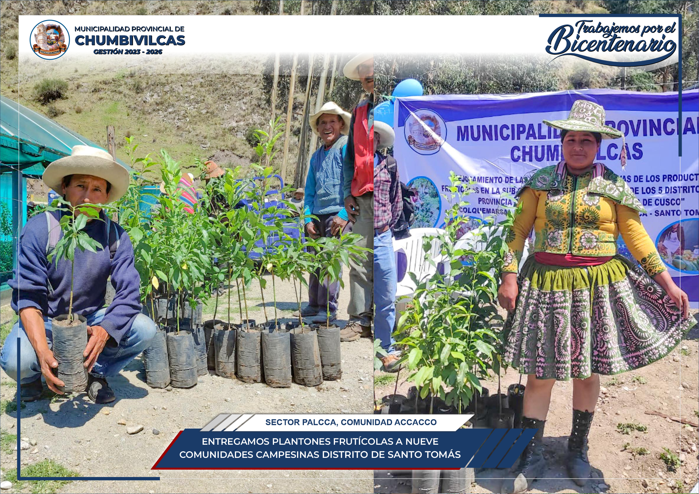 Municipalidad de Chumbivilcas entrega plantones frutícolas a nueve comunidades del distrito de Santo Tomás