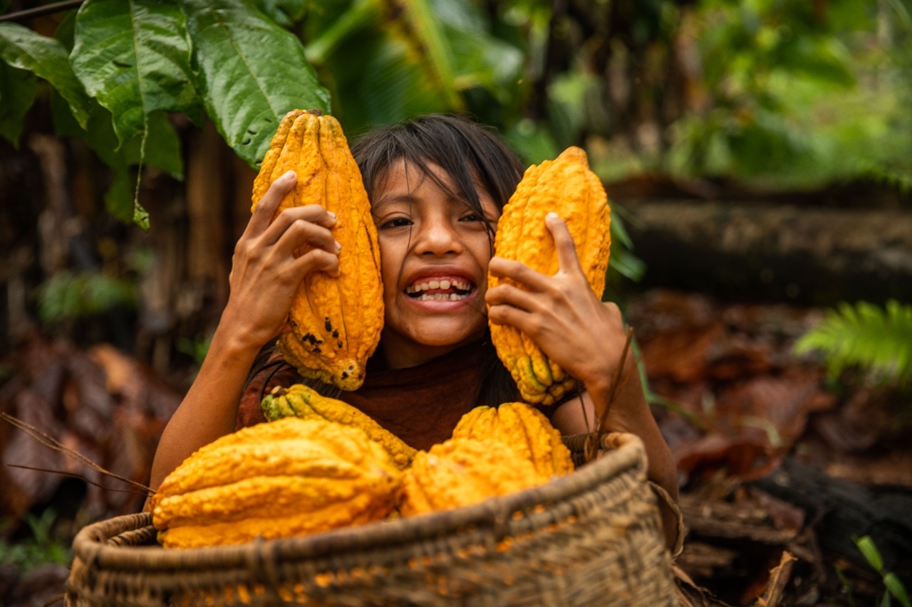 Vraem: Cooperativa Kemito Sankori logra su primera exportación al extranjero con 25 toneladas de cacao orgánico