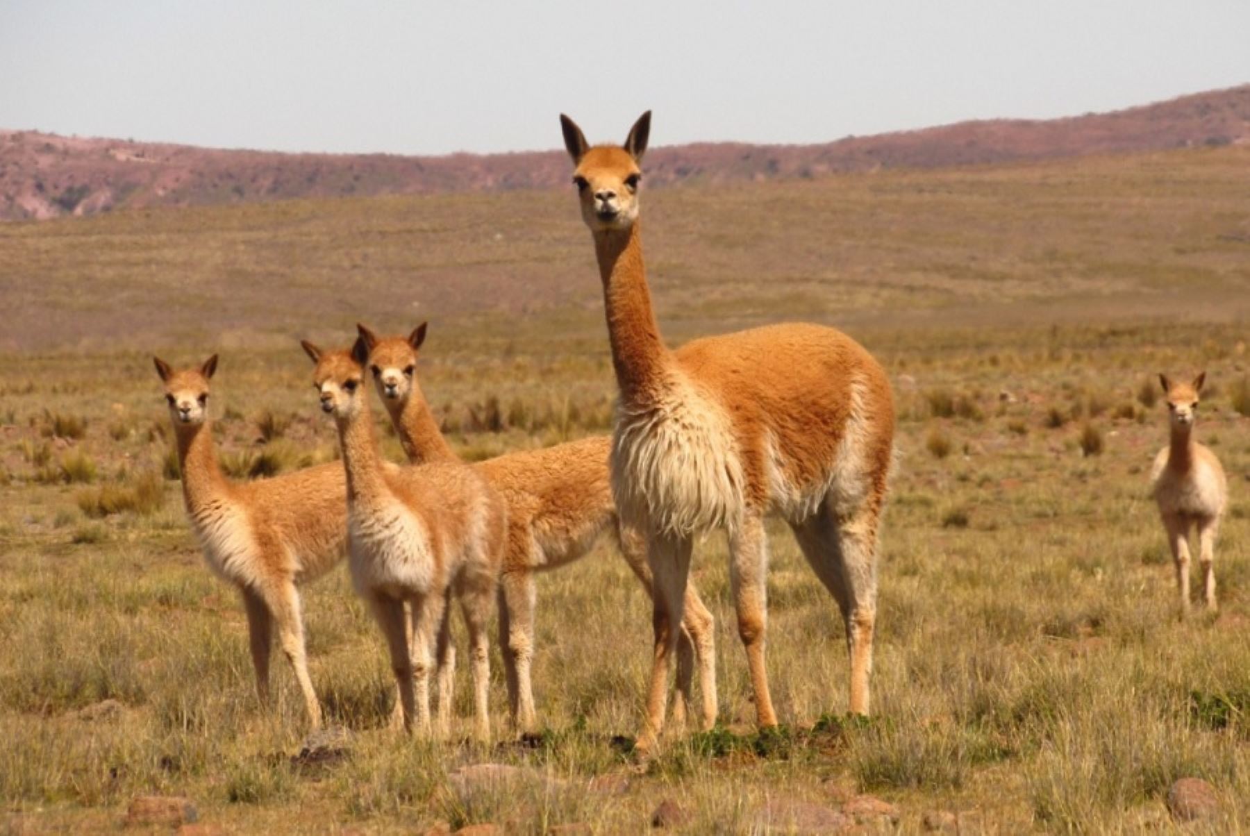 Proyecto Vicuña construye zanjas de infiltración 