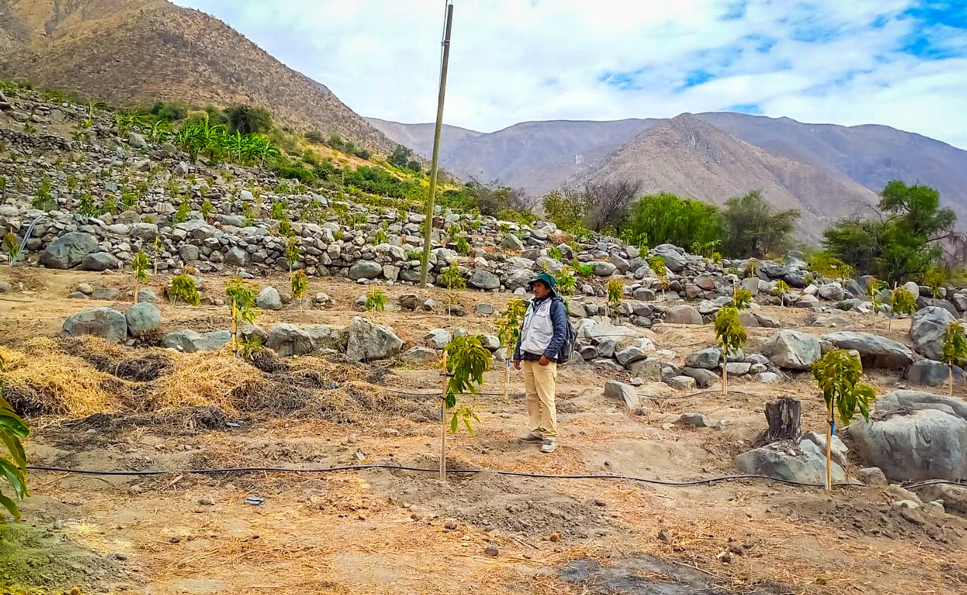 Realizan plantaciones de palto en 170 hectáreas de terreno en Lucanas