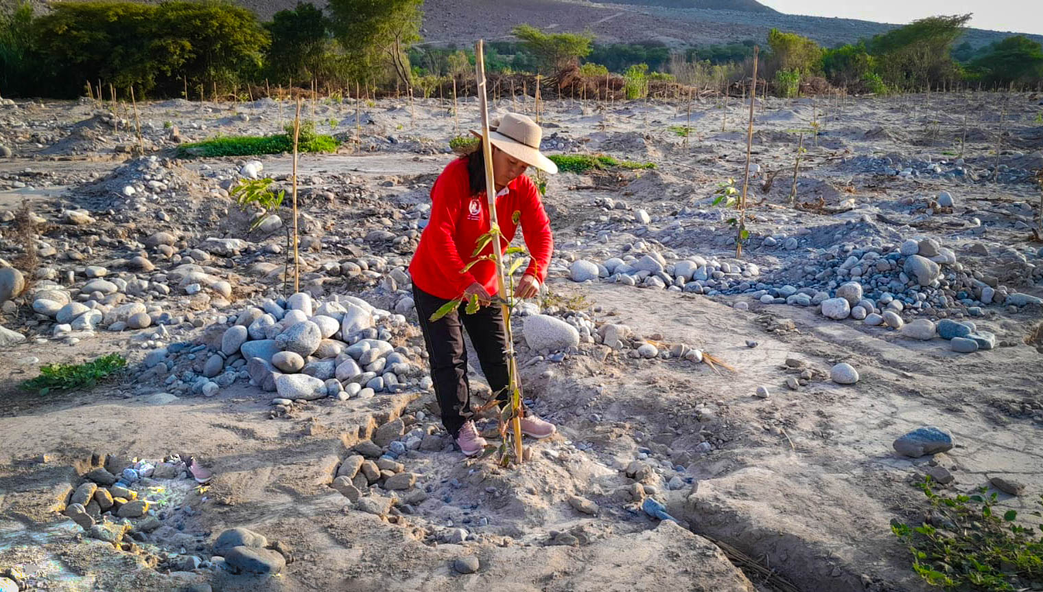 Realizan plantaciones de palto en 170 hectáreas de terreno en Lucanas